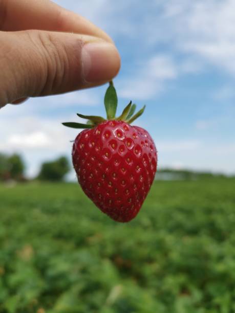 istock Close-Up of hand holding a freshly picked strawberry 2190580070