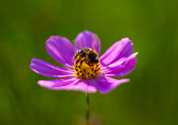 A Western honey bee is busily collecting nectar from the bright pink petals and yellow center of a cosmos flower.