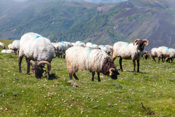 istock Grazing sheep in the lush French Pyrenees 2190582721