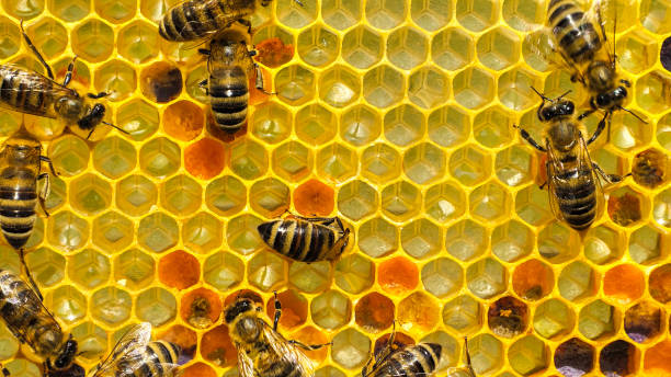 istock Flower pollen in honeycombs. Color harmony. 2190582900