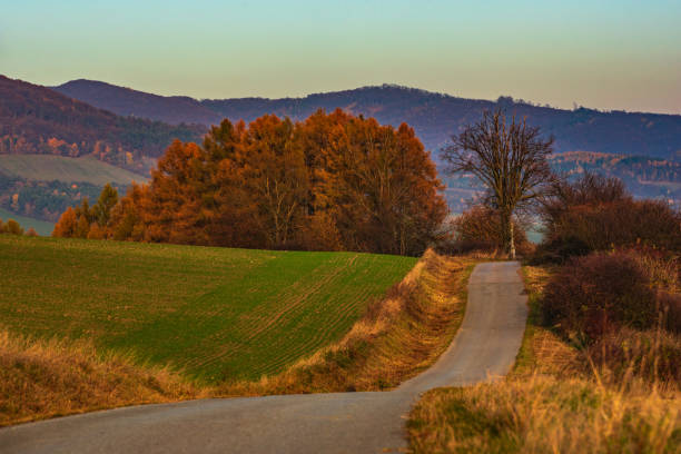 Autumn trees with yellow leaves along the asphalt road. Field with faded grass in the foreground