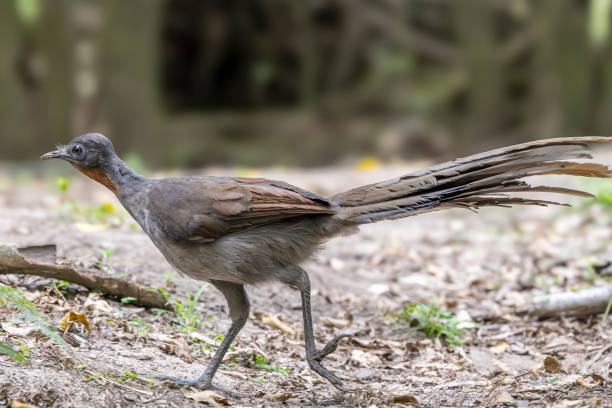 istock Australian Superb Lyrebird 2190584946
