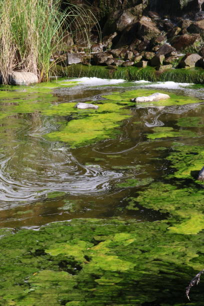 istock A kind of ponds 2190586213