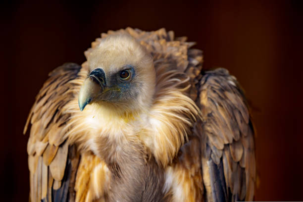 istock Portrait of an Eurasian griffon vulture (Gyps fulvus) 2190586550