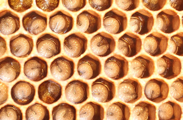 istock The honeycombs contain the larvae of developing honey bees. 2190586837