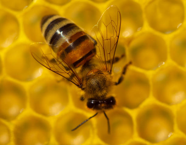 istock Close up of a bee on a honeycomb. 2190588070