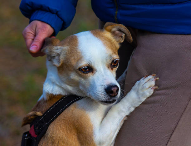 istock A loving dog snuggled up to its owners leg. 2190588092
