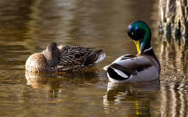 istock A drake and a female wild duck. 2190589208