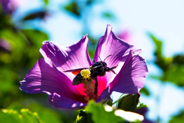 Purple carpenter bee or purple carpenter bumblebee. Xylocopa violacea.This is a species of solitary bees of the Apidae family. A large solitary insect, one of the species of the Palearctic subgenus Xylocopa of the genus Xylocopa.