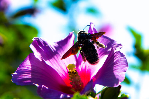 Purple carpenter bee or purple carpenter bumblebee. Xylocopa violacea.This is a species of solitary bees of the Apidae family. A large solitary insect, one of the species of the Palearctic subgenus Xylocopa of the genus Xylocopa.
