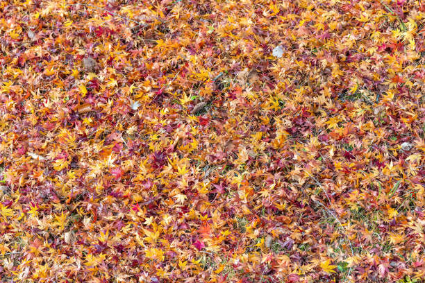 Fallen leaves fill in a whole screen.