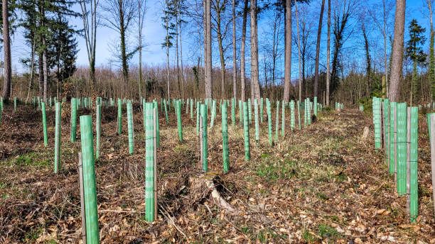 istock Reforestation in a mixed forest with pipe-support for young trees. Environmental protection in Germany. 2190589566