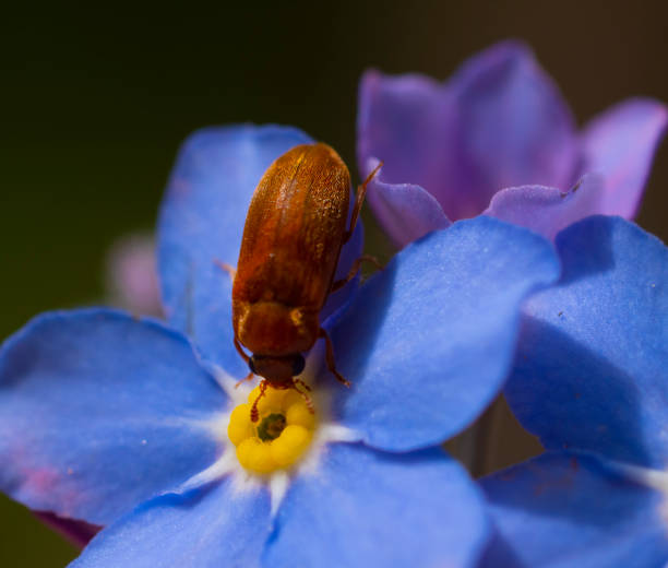 Raspberry beetle, Buturus tomentosus L.\nThis beetle is a pest of raspberries, blackberries and other fruit and berry crops. It feeds on nectar, pollen and anthers of the first flowers.