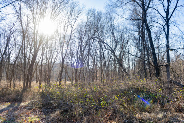 Sun shining through winter landscape with bare trees in Mahwah New Jersey