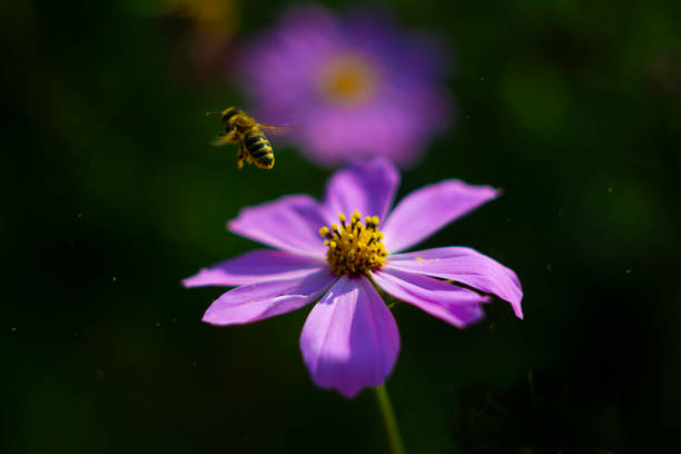 Pollen scattered by wings can be seen in the air.