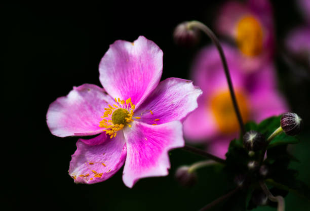 Beautiful pink Japanese anemones (Anemone Summer Breeze Baby Pink) in summer home garden, floral wallpaper, background for design