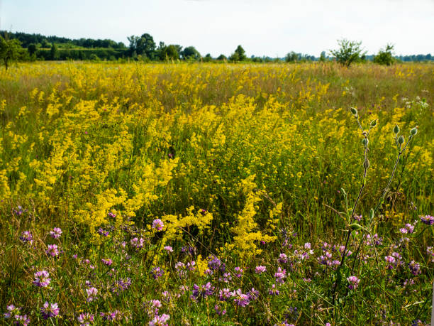 istock Yellow bedstraw and other wildflowers. 2190592213