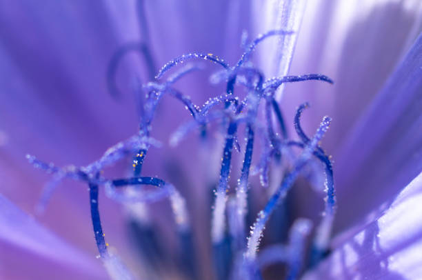 This is the reproductive organ of this medicinal plant.