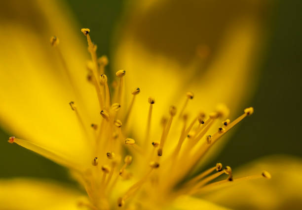 Tutsan, Hypericum. is a medicinal plant. It grows on the edges of forests, meadows and fields.