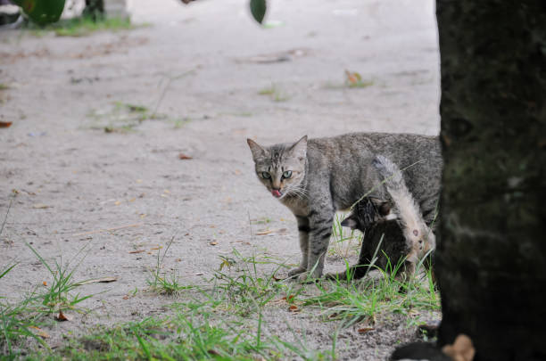 mother cat playing with little cat