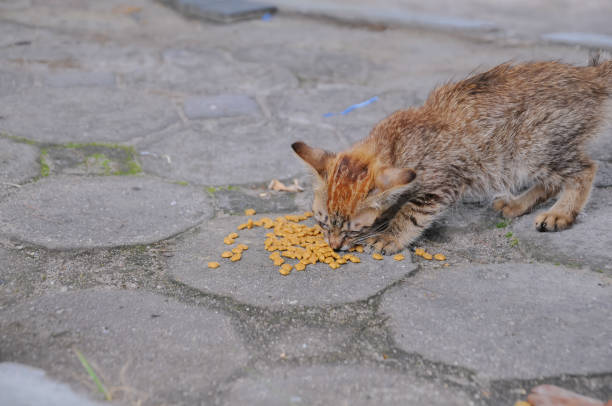 the cat is eating on the street