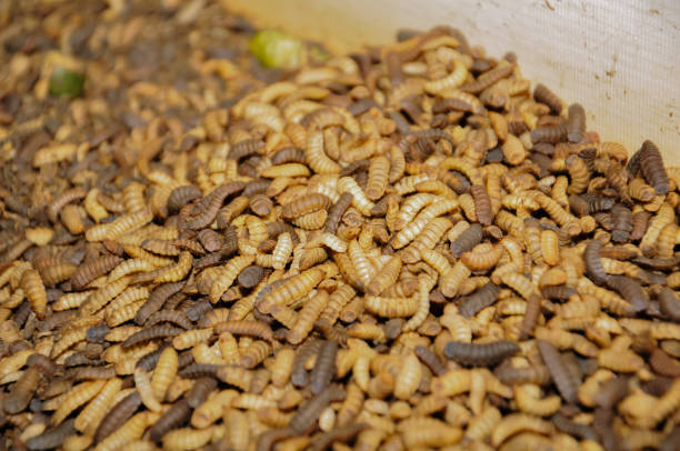istock maggots for livestock feed, especially chickens 2190595646