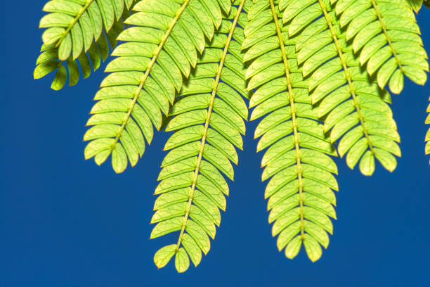 Close-up shot revealing intricate details and textures of mimosa leaves, perfect for nature and botanical backgrounds.