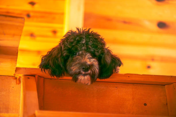 A heartwarming photo of a cute, sad dog looking at the camera from the roof of a bungalow, capturing a moment of longing and innocence.