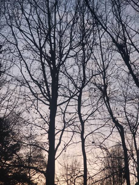 istock Silhouetted Trees Against a Soft Sunset Sky 2190599426