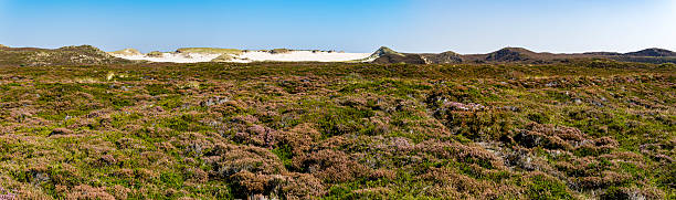 Heather meadow with sand dune in the background on the island Sylt, Germany. Sign reads \