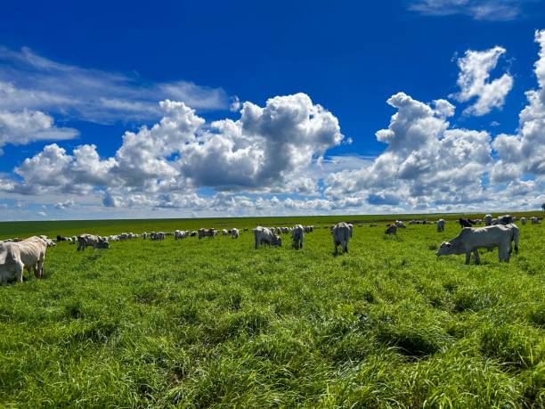 istock Herd of nellore bovine animals on high intensive grass system project. Livestock ranch 2190608473