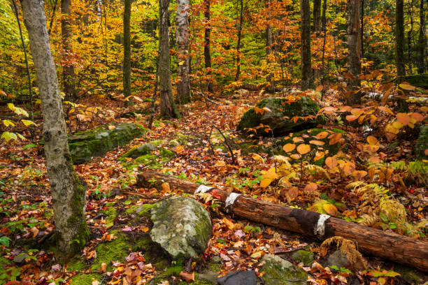 Scenery of forest at Kaarterskill Falls in Autumn, New York, USA