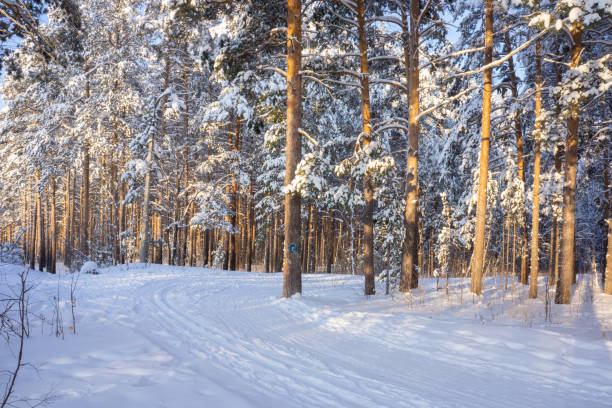 istock Magnificent snow-covered forest at Christmas bright rays of sunset illuminate tree tops and snow. 2190609254