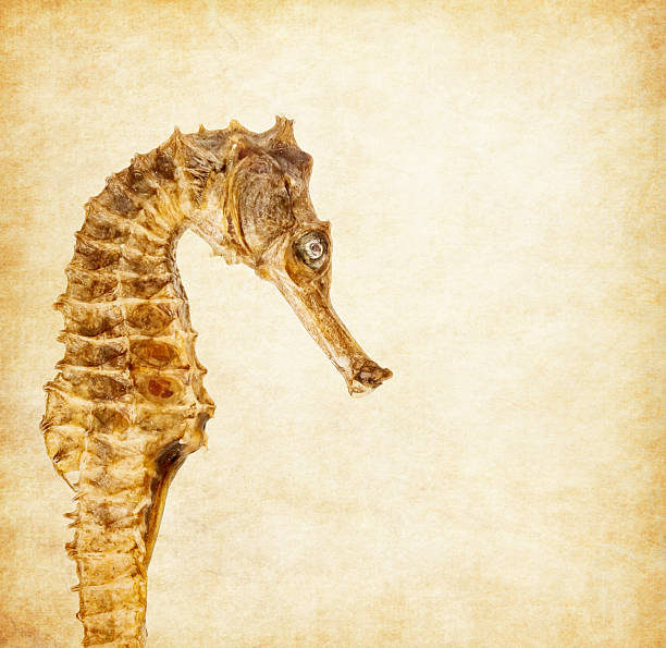 Beautiful wild fish (Big-belly Seahorse) swimming in the blue sea