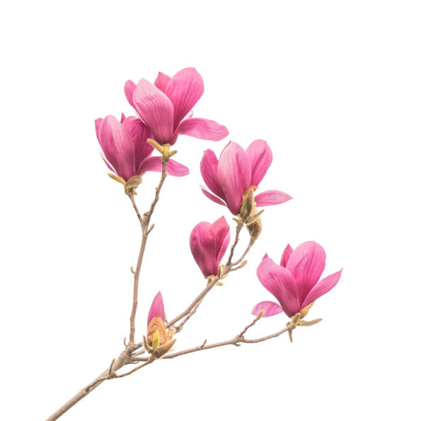 istock magnolia flowers isolated on white 2190614142
