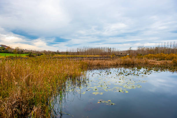 istock Acarlar Floodplain Forest is a floodplain forest located in Karasu. Sakarya, Turkey. 2190616365