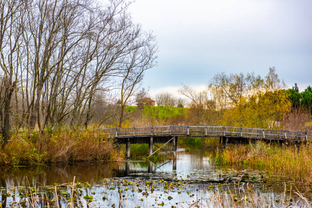 Acarlar Floodplain Forest (Turkish: Acarlar Longozu) is a floodplain forest located in Karasu. Sakarya, Turkey.