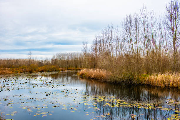 Reed along the edge of a lake and a blue cloudy sky in sunlight in winter, Almere, Flevoland, The Netherlands, March 01, 2024