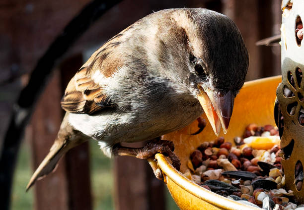 istock A common Sparrow feeding at the bird feeder. 2190617199