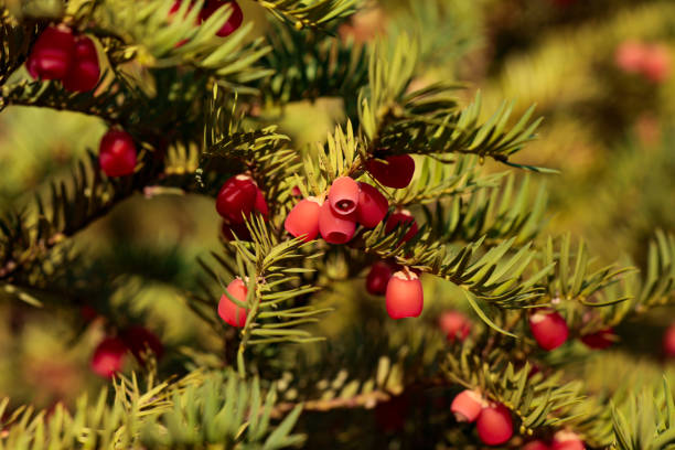 istock Red berries growing on evergreen yew tree in sunlight, European yew tree 2190617228