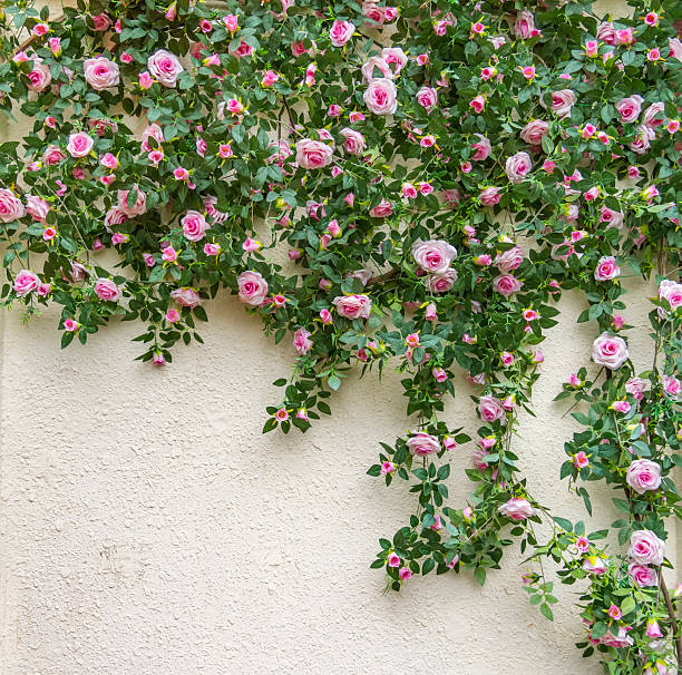 istock Bush climbing rose on a white wall background 2190618401