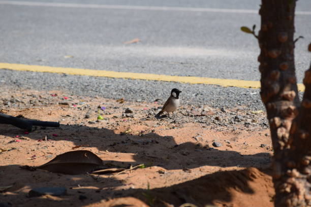 Mountains Dam Parks Wadi Wildlife Fauna Flora