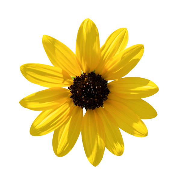 istock Sunflower isolated on white background, clipping path 2190625674