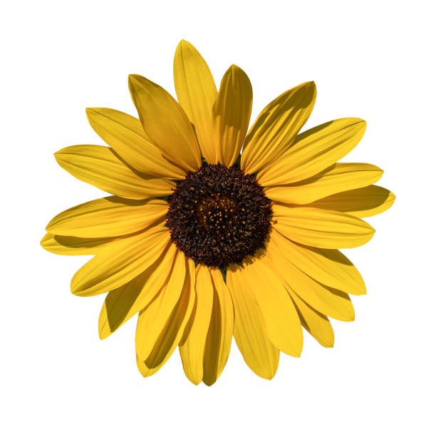 Yellow Daisy, Marguerite, Bellis Perennis