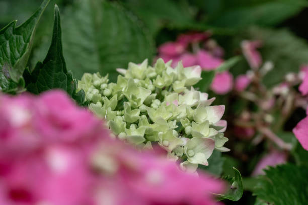 Close up of pink and purple hydrangea flowers
