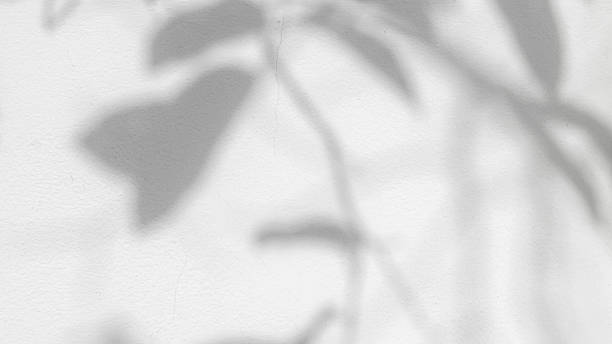 istock Blurred and gradient background of tree leaves. Natural pattern, gray shadow. Copy space and white cement wall background 2190628453