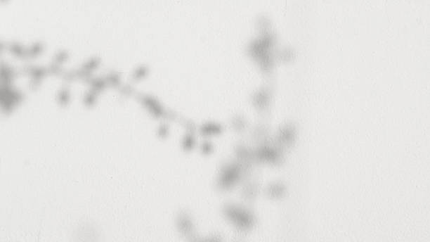 istock Blurred and gradient background of tree leaves. Natural pattern, gray shadow. Copy space and white cement wall background 2190628456
