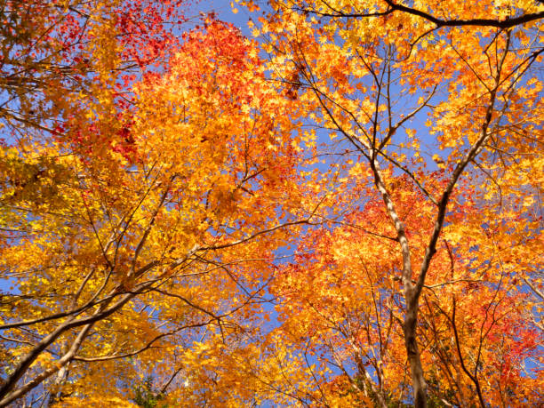 istock Japanese maple tree with autumn leaves 2190632179