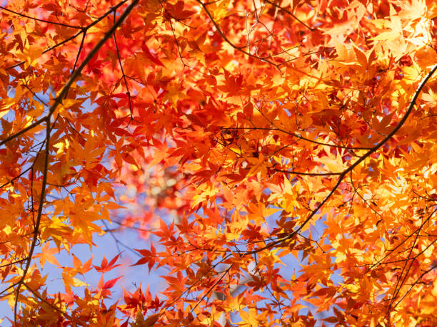 istock Japanese maple tree with autumn leaves 2190632208