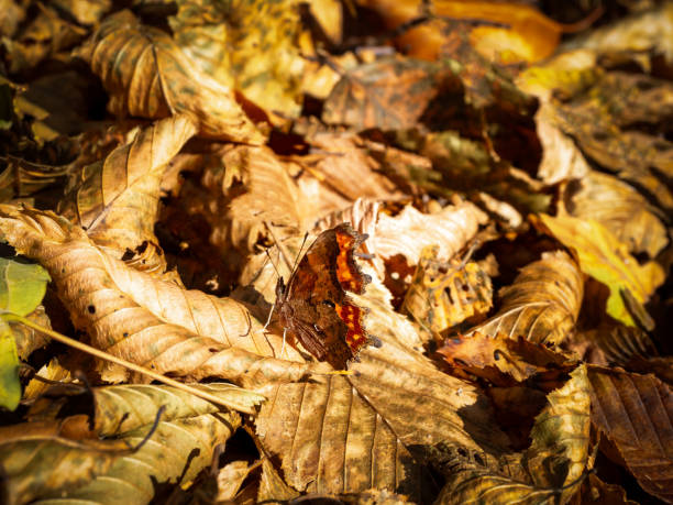 Colorful butterfly in camouflage